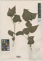 Isotype of Acalypha noronhae Ridley, H.N. 1890 [family EUPHORBIACEAE]