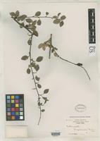 Isotype of Cotoneaster hupehensis Rehder, A. & Wilson, E.H. 1912 [family ROSACEAE]