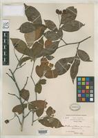 Isotype of Photinia villosa var. sinica Rehder, A. & Wilson, E.H. 1912 [family ROSACEAE]