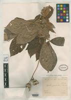 Isosyntype of Raputia sigmatanthus Ducke, A. 1922 [family RUTACEAE]