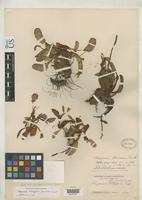 Paratype of Polygonum plumosum Small, J.K. 1906 [family POLYGONACEAE]