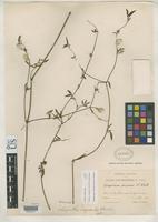 Holotype of Achyranthes laguroides Standley, P.C. 1916 [family AMARANTHACEAE]