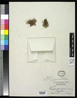 Isotype of Gossypianthus brittonii Standley, P.C. 1916 [family AMARANTHACEAE]