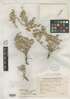 Isotype of Alternanthera cinerella Suessenguth, K. 1935 [family AMARANTHACEAE]