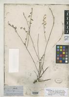 Filed as Dicraurus leptocladus Bentham, G. & Hooker, J.D. 1883 [family AMARANTHACEAE]