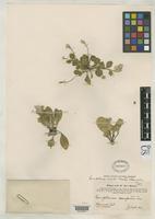Holotype of Gomphrena viridis Wooton, E.O. & Standley, P.C. 1913 [family AMARANTHACEAE]