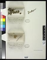 Filed as Iresine rotundifolia Standley, P.C. 1916 [family AMARANTHACEAE]