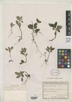 Holotype of Peperomia effusa Yuncker, T.G. 1955 [family PIPERACEAE]