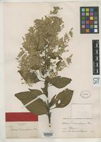 Filed as Celosia monosperma Rose, J.N. 1895 [family AMARANTHACEAE]