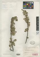 Holotype of Rosa spinosissima var. iranica Klastersky, I. 1942 [family ROSACEAE]