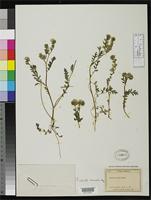 Isosyntype of Phacelia ciliata var. mexicana Brand, A. 1913 [family HYDROPHYLLACEAE]