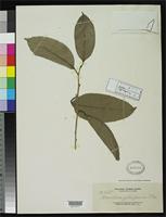Isotype of Homalium gitingensis Elmer, A.D.E. 1912 [family FLACOURTIACEAE]