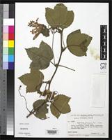 Isotype of Passiflora pilosicorona Sacco, J. da C. 1973 [family PASSIFLORACEAE]