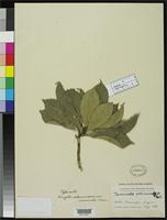 Isotype of Terminalia calamansanai var. acuminata Merrill, E.D. 1909 [family COMBRETACEAE]