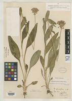 Isotype of Marshallia grandiflora Beadle, C.D. & Boynton, C.L. 1901 [family ASTERACEAE]