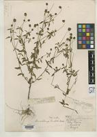 Isotype of Staurochlamys burchellii Baker, J.G. 1889 [family ASTERACEAE]