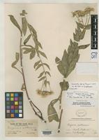 Isotype of Erigeron subtrinervis Rydberg, P.A. 1894 [family ASTERACEAE]