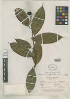 Holotype of Faramea calophylla Standley, P.C. 1930 [family RUBIACEAE]