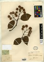 Isotype of Adina mollifolia Hutchinson, J. 1916 [family RUBIACEAE]