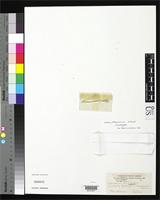 Filed as Hordeum flexuosum Nees von Esenbeck, C.G.D. 1854 [family POACEAE]