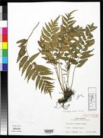 Isotype of Plagiogyria koidzumii Tagawa, M. 1933 [family PLAGIOGYRIACEAE]