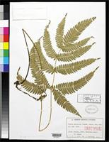 Isotype of Pteris natiensis Tagawa, M. 1938 [family PTERIDACEAE]