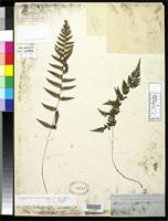 Filed as Athyrium cystopteroides Eaton, D.C. 1858 [family WOODSIACEAE]