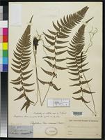 Filed as Aspidium tsus-simense Hooker, W.J. 1862 [family TECTARIACEAE]