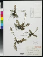 Isotype of Spicantopsis niponica var. minima Tagawa, M. 1938 [family BLECHNACEAE]