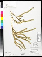Filed as Lycopodium annotinum var. acrifolium Fernald, M.L. 1915 [family LYCOPODIACEAE]