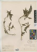 Isotype of Hoffmannia pallida Rusby, H.H. 1893 [family RUBIACEAE]