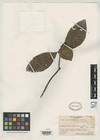 Isotype of Ixora raivavaensis Fosberg, F.R. 1937 [family RUBIACEAE]
