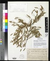 Holotype of Apoclada simplex McClure, F.A. & Smith, L.B. 1967 [family POACEAE]
