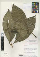 Isotype of Coussarea evoluta Steyermark, J.A. 1988 [family RUBIACEAE]