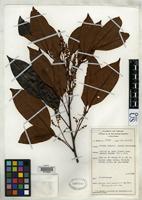Isotype of Guioa misimaensis Welzen, P.C. van 1988 [family SAPINDACEAE]