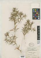 Isotype of Ceratocarpus turkestanicus Savicz-Ryczegorski, V.M. 1936 [family CHENOPODIACEAE]