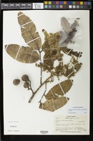 Filed as Alectryon macrococcus variety auwahiensis G. Linney [family SAPINDACEAE]
