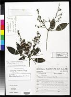 Holotype of Melicoccus espiritosantensis Acevedo-Rodriguez, P. 2003 [family SAPINDACEAE]