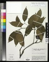 Isotype of Talisia chartacea Acevedo-Rodriguez, P. 1997 [family SAPINDACEAE]