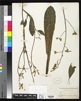 Isotype of Nicotiana nudicaulis Watson, S. 1883 [family SOLANACEAE]