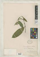 Isotype of Faramea liebmannii Standley, P.C. 1927 [family RUBIACEAE]