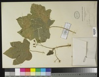 Isotype of Jatropha curcas var. rufa McVaugh, R. 1945 [family EUPHORBIACEAE]