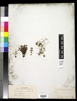 Saxifraga rivularis L. [family SAXIFRAGACEAE]