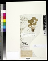 Parnassia parviflora DC. [family SAXIFRAGACEAE]