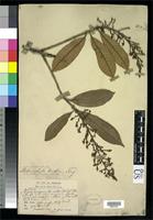Isotype of Melanochyla kunstleri King, G. 1896 [family ANACARDIACEAE]