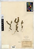 Syntype of Phacelia ciliata var. mexicana Engler, H. G. A. 1913 [family HYDROPHYLLACEAE]