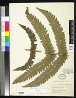 Isotype of Polystichum grande Ching, R. C. 1931 [family DRYOPTERIDACEAE]