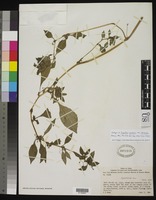 Isotype of Impatiens zombensis var. micrantha Baker, E. G. 1953 [family BALSAMINACEAE]