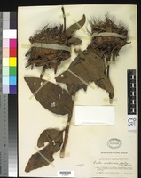 Syntype of Protea madiensis var. glabra Wildeman, Ã‰. A. J. 1923 [family PROTEACEAE]