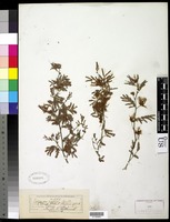 Calliandra eriophylla Benth. [family FABACEAE]